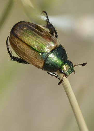 Réf. 209 770 : Anomala dubia